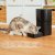 Cecotec Automatisk feeder Cecotec Pumba 6000 Purrfect Meal Smart Vision 6 L