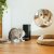 Cecotec Automatisk feeder Cecotec Pumba 6000 Purrfect Meal Smart Vision 6 L