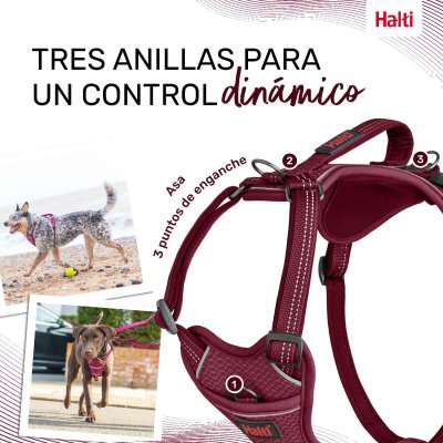 Company of Animals Hundesele Company of Animals Bourgogne XS 20-32 cm