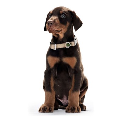 Hundehalsbånd Hunter Basic Alu-Strong Rød Størrelse L (45-65 cm)